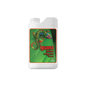 iguana juice bloom