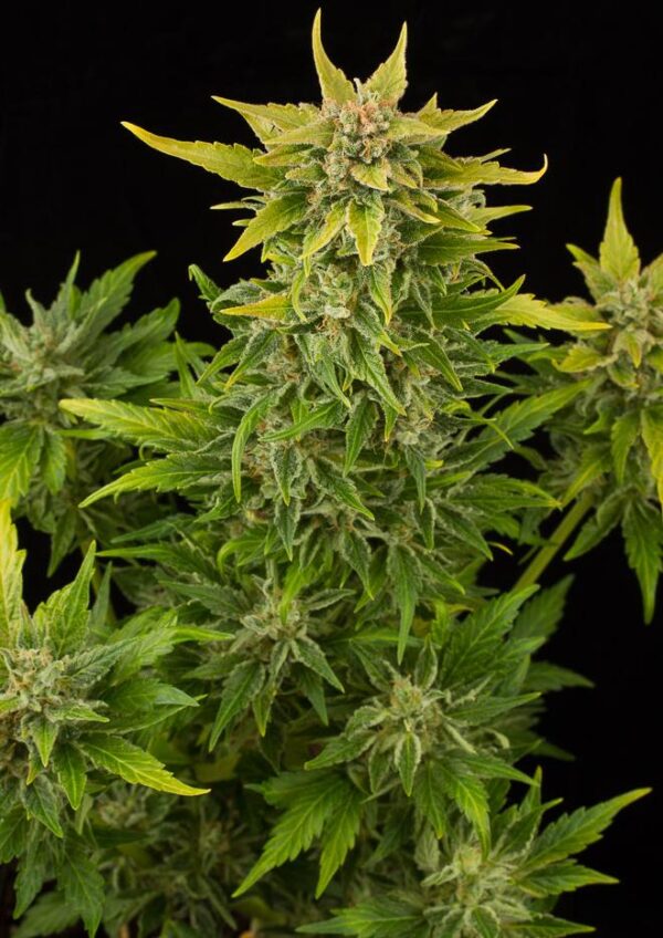 Fruit Autoflowering