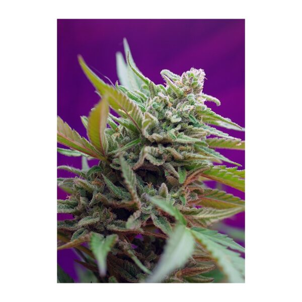 Black Jack Auto