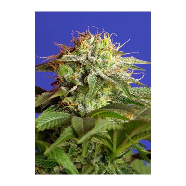 Green Poison Auto