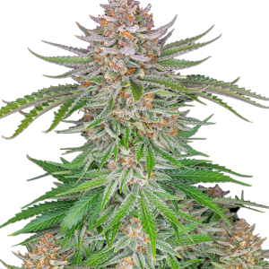 Auto Strawberry Pie