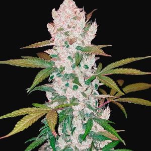 Auto Girl Scout Cookies