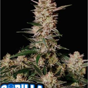 Auto Strawberry Gorilla