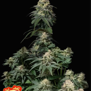 Auto Tropicana Cookies