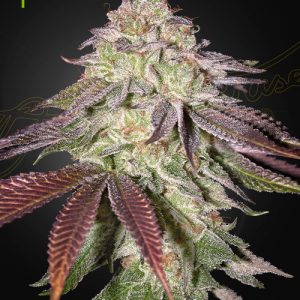 Sugarlato AUTO