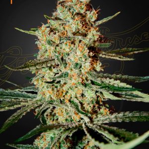 Himalaya Gold