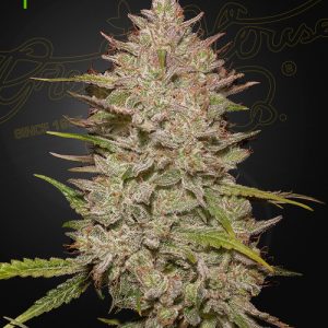 Chemical Candy AUTO