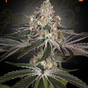 White Widow
